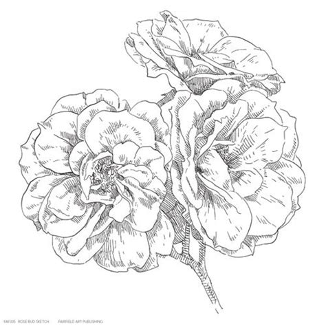 Rose Bud Sketch | Art Print | FairfieldArtPub.com