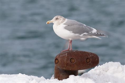 Winter birding on Hokkaido - BirdGuides