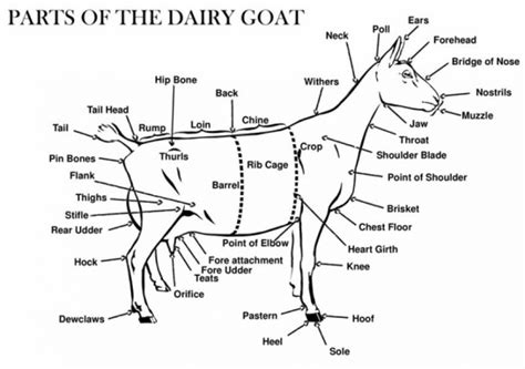 Chapter Common Anatomical For Goats Diagram Quizlet