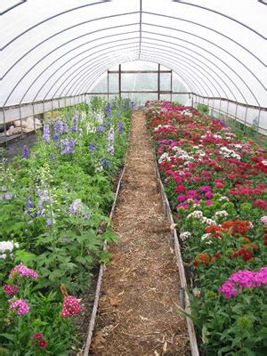 Best Flower Growers In The World Best Flower Site