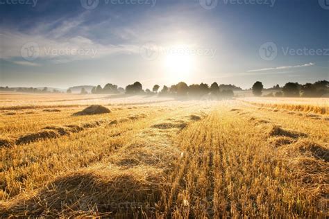 Stubble Field At Sunrise Stock Photo At Vecteezy