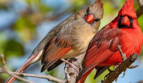 Male Cardinal Vs Female: Vivid Differences Unveiled - Spark Lark