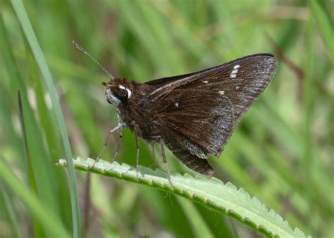 Dusted Skipper - Alabama Butterfly Atlas