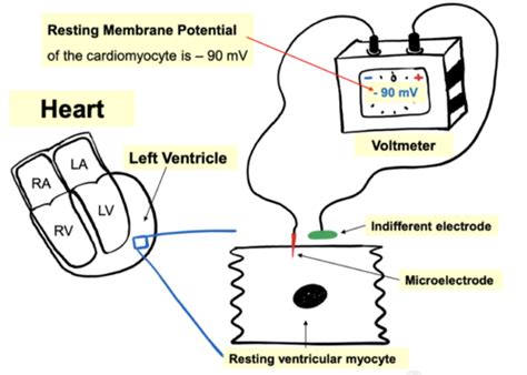 Lecture Cardiac Action Potential Flashcards Quizlet