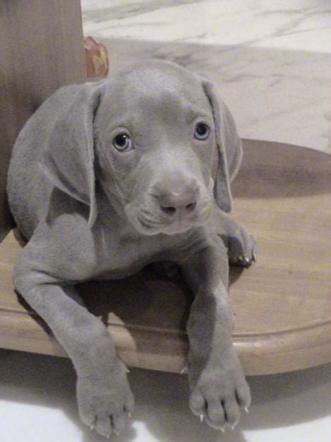 Weimaraner Breed Information History Health Pictures And More