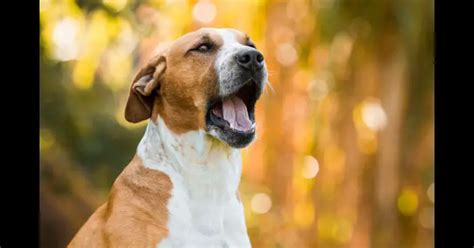 Por Que Os Cachorros Latem Para As Pessoas O Que Significa Mundo