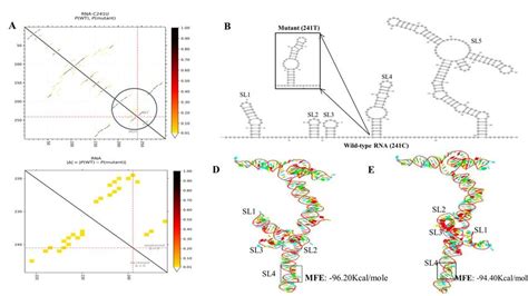 A The Base Pair Probabilities For The Wild Type WT And Mutant MT