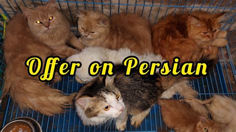 The Time Is Meow Cattery Is Giving Offer S On Persian Cats Available In