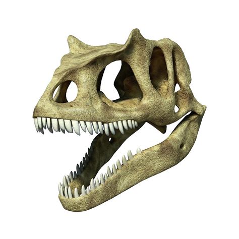 Allosaurus Dinosaur Skull, Artwork by Leonello Calvetti