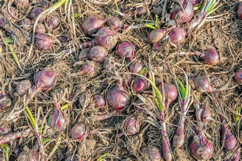 Red Onions Drying On The Field Closeup Of Freshly Harveste Flickr