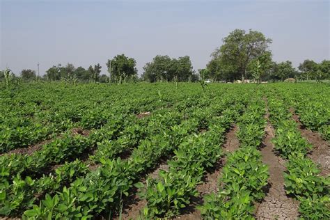 Peanut Field Groundnut India - Free photo on Pixabay