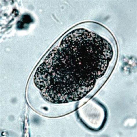 Eggs Of The Hookworm Ancylostoma Caninum The Eggs Are Oval In Shape