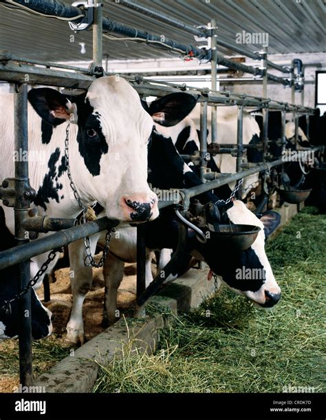 HOLSTEIN COWS EATING ALFALFA / PENNSYLVANIA Stock Photo - Alamy