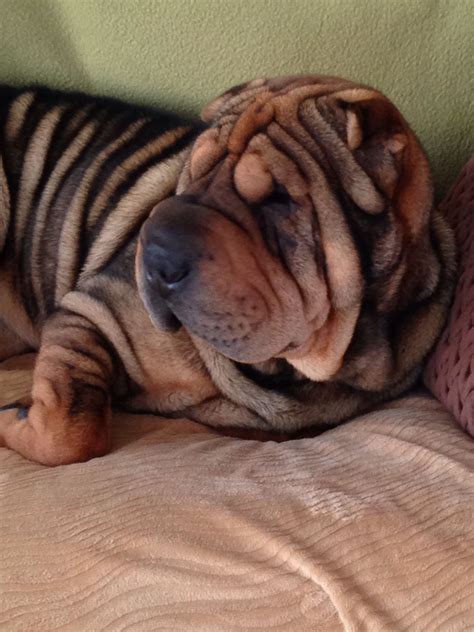 My Poppy Best Shar Pei Ever Shar Pei Dog Shar Pei Puppies Cute