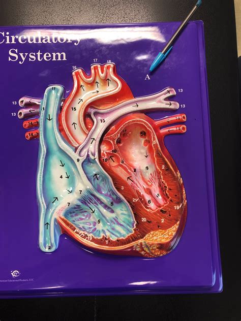 Circulatory System Flashcards Memorang