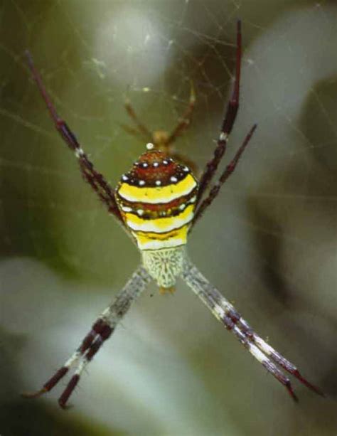 Argiope Aetherea