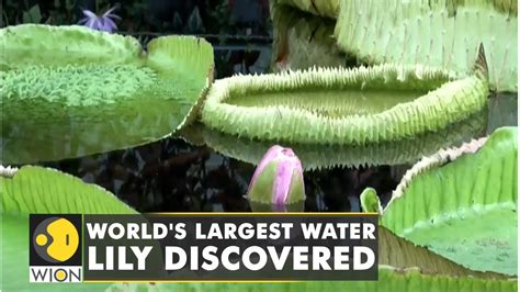 Wion Climate Tracker Scientists Discover New Species Of Giant Water