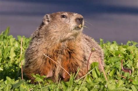 What Do Groundhogs Like To Eat In The Garden? | Yard Kidz