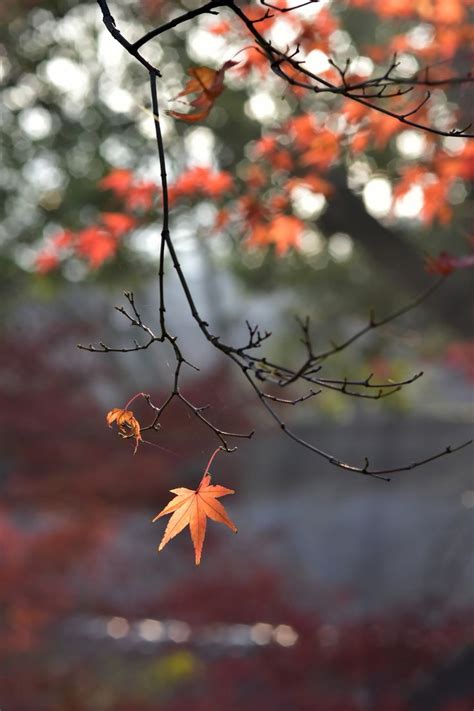 An Orange Maple Leaf Hangs From A Tree Branch In The Foreground With