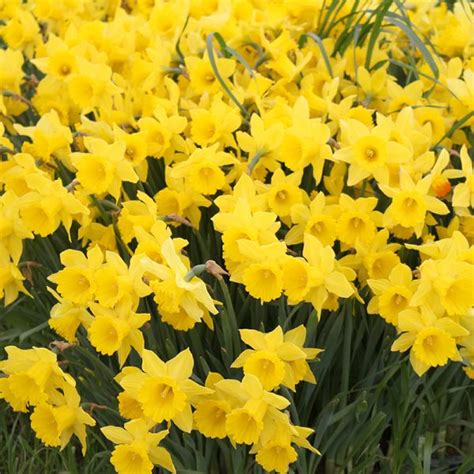 Yellow Daffodils | Canadian Bulbs & Perennials