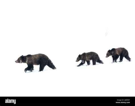 Grizzlyb R Und Jungen Fotos Und Bildmaterial In Hoher Aufl Sung Alamy