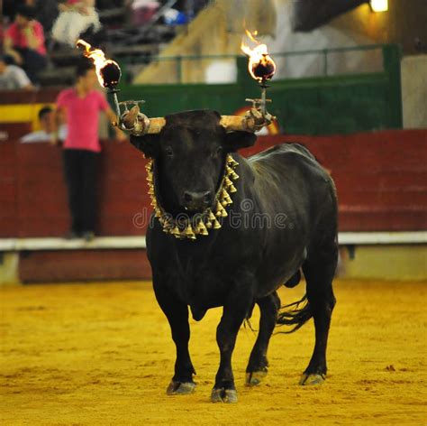 Spanish fighting bull stock photo. Image of spanish - 129944696