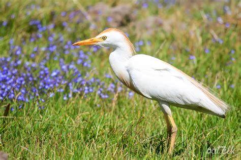 Western Cattle Egret Wildlife Den South African And Australian