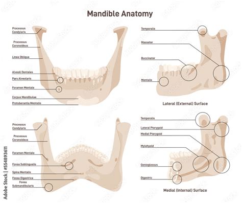 Mandible: Anatomy, Structure, Function, And Problems, 47% OFF