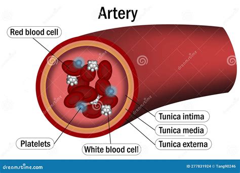 Anatomy Of Arteries Structure Of Blood Vessel Stock Illustration