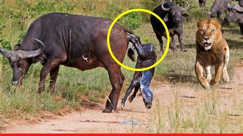 Lion Vs Buffalo Real Fight Wild In Africa Lion Vs Tiger