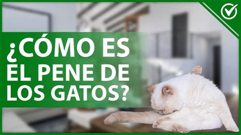 Anatom A Y Caracter Sticas Del Pene De Gato Gu A Completa De Salud Y