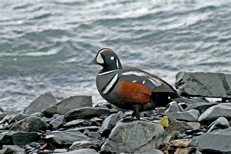 Alaska Birding Tours Alaska Birdwatching Tours Birdquest