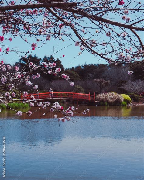 Cherry Blossom at the Japanese Garden Stock Photo | Adobe Stock