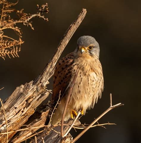 How To Photograph Kestrels Nature TTL