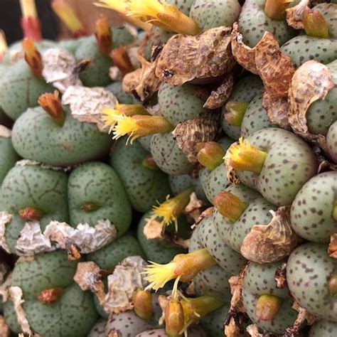 Conophytum Obcordellum Giftbergense SB623 1424 2 Mesa Garden