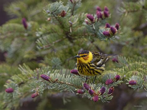 male-cape-may-w-in-spruce-buds-for-wordpress | paulrossibirds