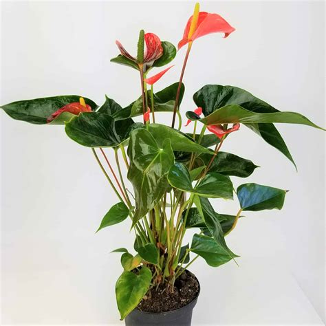 Anthurium 4 Pot Wholesale Bulk Flowers Cascade Floral