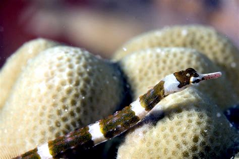 Pipefish Ocean Treasures Memorial Library