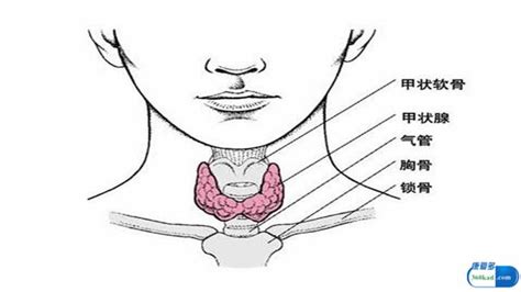 專家教你如何區分甲亢與甲減的症狀，在治療上二者有什麼不同？ 每日頭條