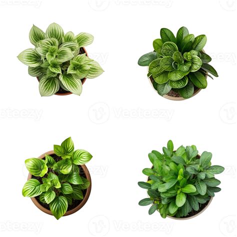 Top View Set Of Various Potted House Plants On Transparent Background