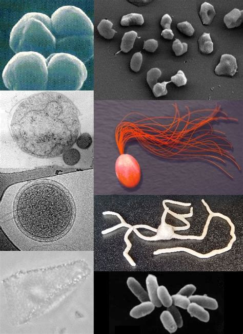 Til That Some Archaea A Type Of Prokaryotic Cell Similar To But Not