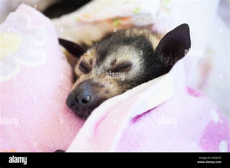 Spectacled Flying-fox (Pteropus conspicillatus). Orphaned baby ...