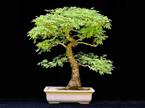 17 Best images about Acacia bonsai - project on Pinterest | Trees ...