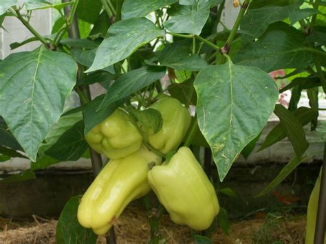 Перец: от рассады до теплицы | Stuffed peppers, Vegetables, Food