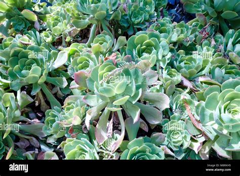 Succulent Gardens Of Southern California Stock Photo Alamy