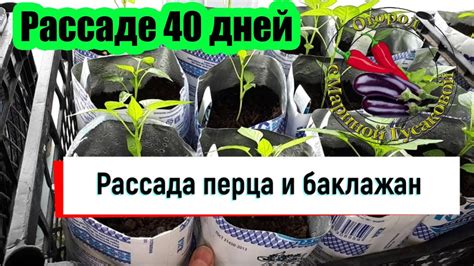 Супер РАССАДА перца и баклажан. Обзор и Первая подкормка - YouTube