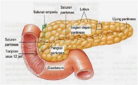 Bagian Usus Halus Dan Fungsinya