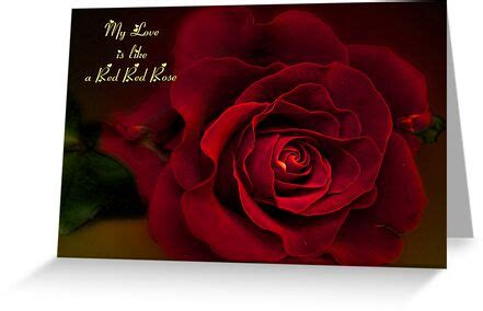 "My Love is Like a Red Red Rose" by Brenda Boisvert | Redbubble