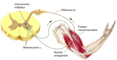 Fonctionnement du réflexe myotatique Cartes Quizlet