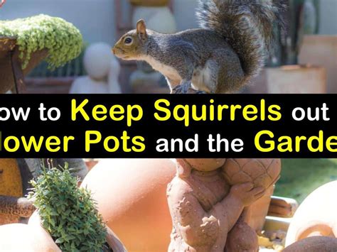 How Do I Keep Squirrels Out Of My Container Garden Fasci Garden